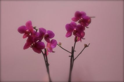 Cyriax flores